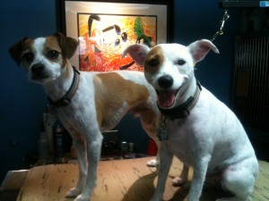 Bailey and Roxy
