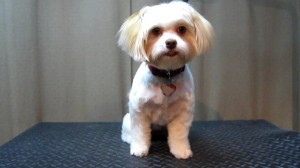 Basil