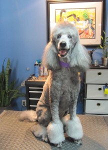Standard Poodle "Phoebe"