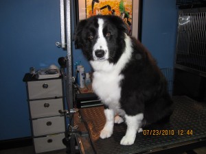 Mojo