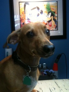 Harley