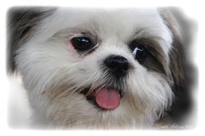 Ralphie