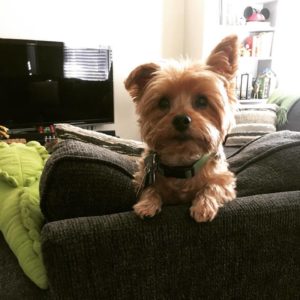 Happy 11th Birthday Sparky!